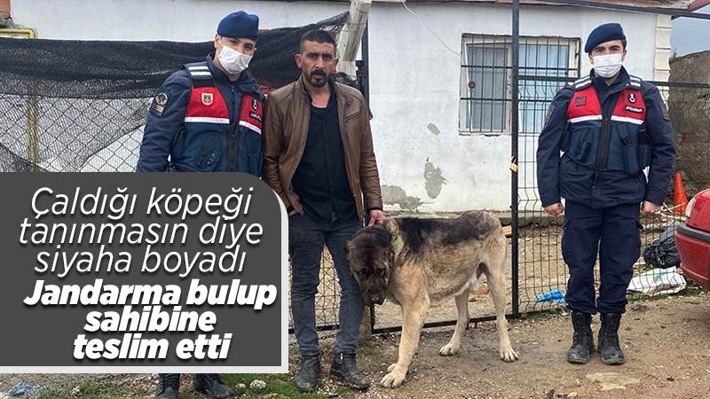 Pes dedirten hırsızlık olayı: Tanınmaması için çaldığı köpeği siyaha boyadı