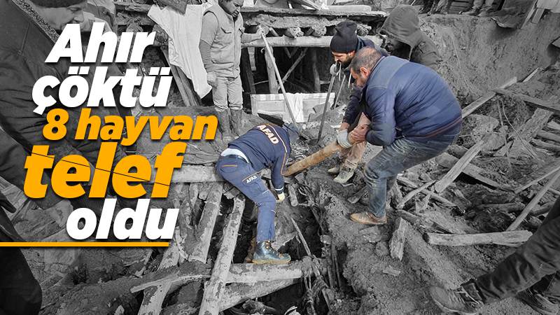 Ahır çöktü! 2 kadın yaralandı, 8 hayvan telef oldu