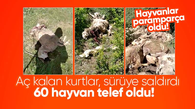 Aç kalan kurtlar sürüye daldı! 60 koyun telef oldu 