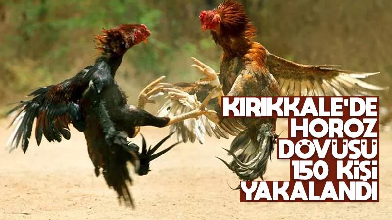 Dernekte horoz dövüşüne operasyon!