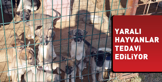 Yaralı hayvanlar tedavi ediliyor