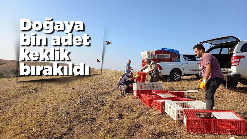 Doğaya bin adet keklik bırakıldı 