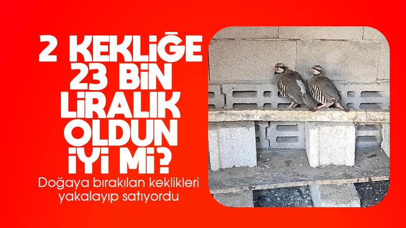 Keklik avcısı yakalandı!