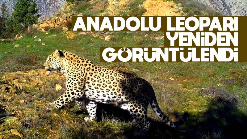 Anadolu Leoparı nedir? Anadolu Leoparı nerede görüldü?