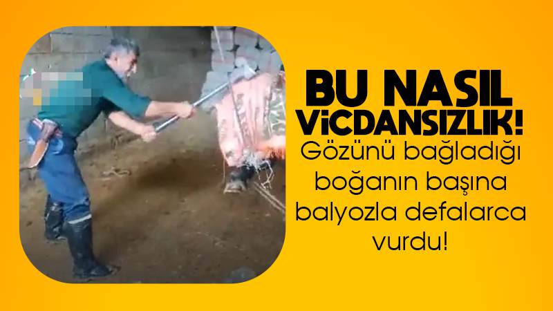 Boğayı balyozla başına vurarak öldürdü!