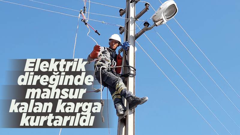 Elektrik direğinde mahsur kalan karga kurtarıldı