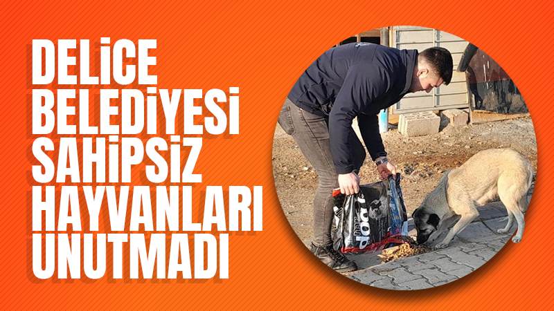 Delice Belediyesinden sahipsiz hayvanlar için mama desteği