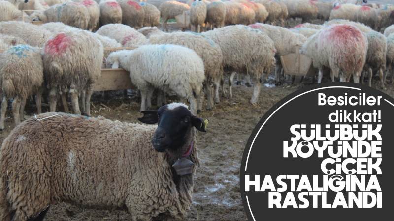 Besicilere çiçek hastalığı uyarısı!