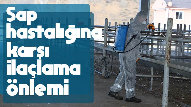 Şap hastalığına karşı ilaçlama önlemi 