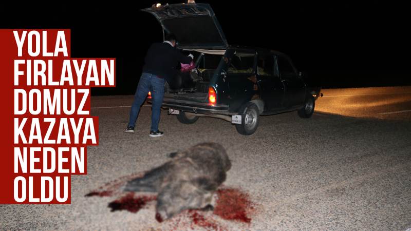 Yola fırlayan domuz kazaya neden oldu