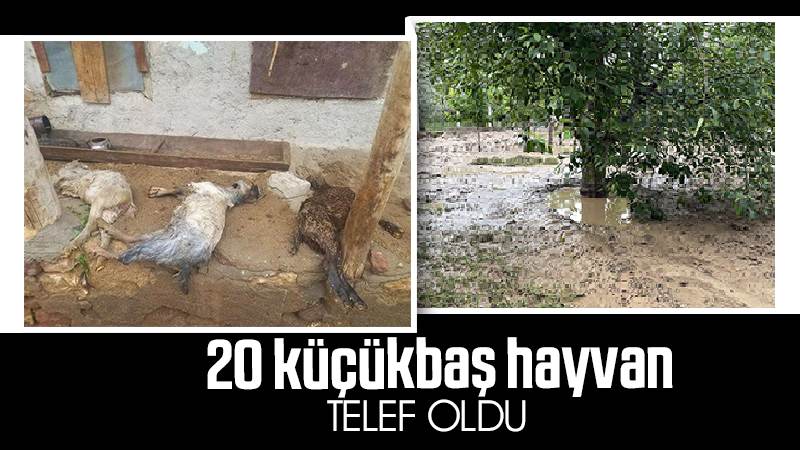 20 küçükbaş hayvan telef oldu