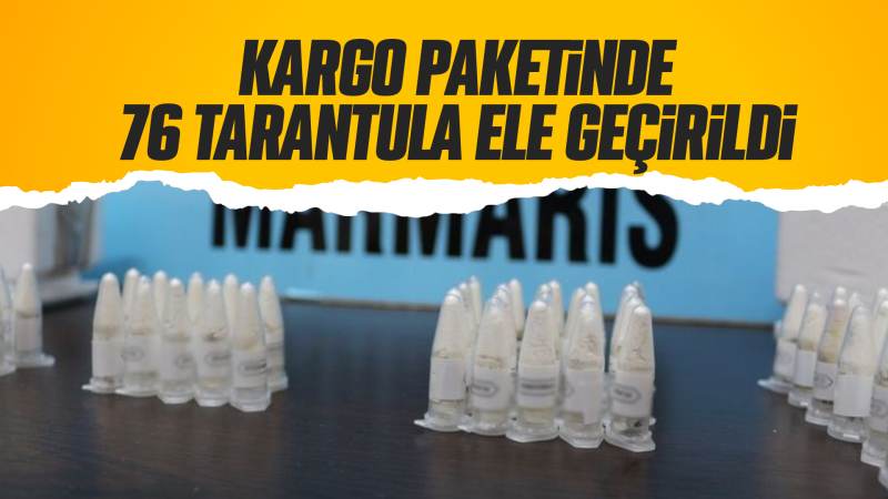 Kargo paketinde 76 tarantula ele geçirildi