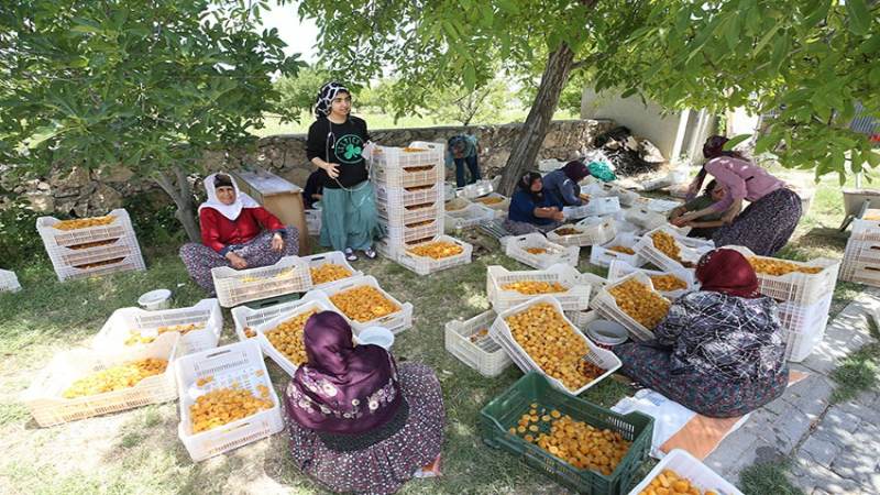 Kayısı mesaisi başladı 