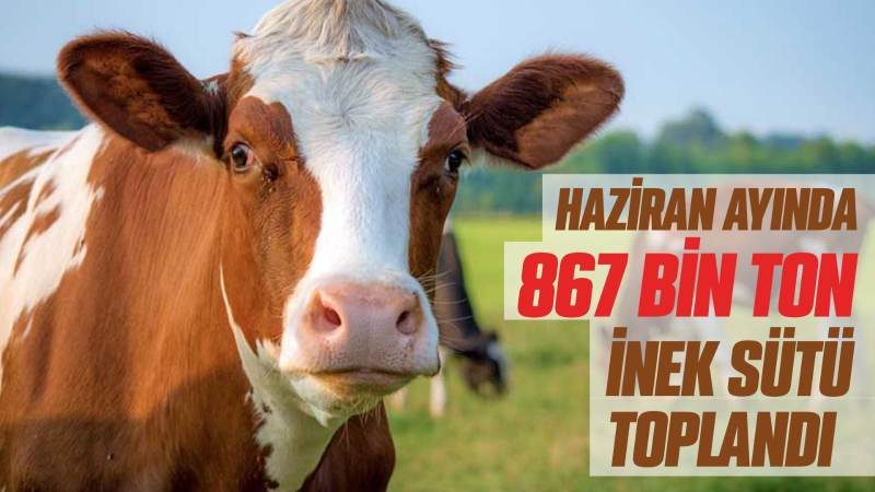 Haziran ayında 867 bin ton inek sütü toplandı