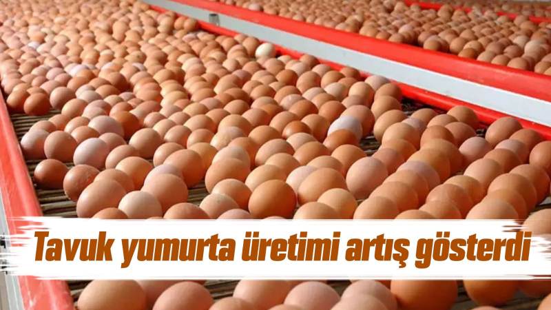 Tavuk yumurta üretimi artış gösterdi 