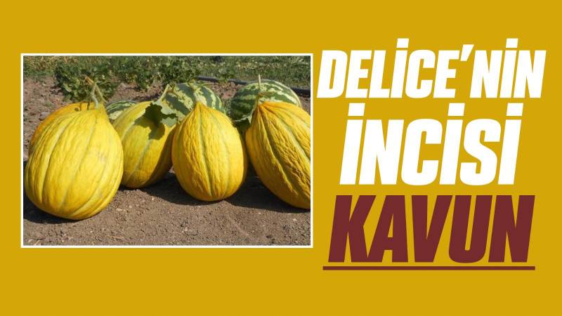 Delice’nin incisi kavun