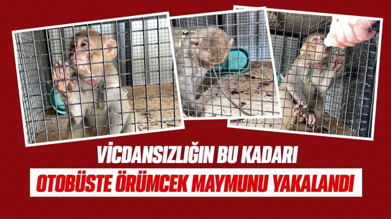 Otobüste örümcek maymunu yakalandı