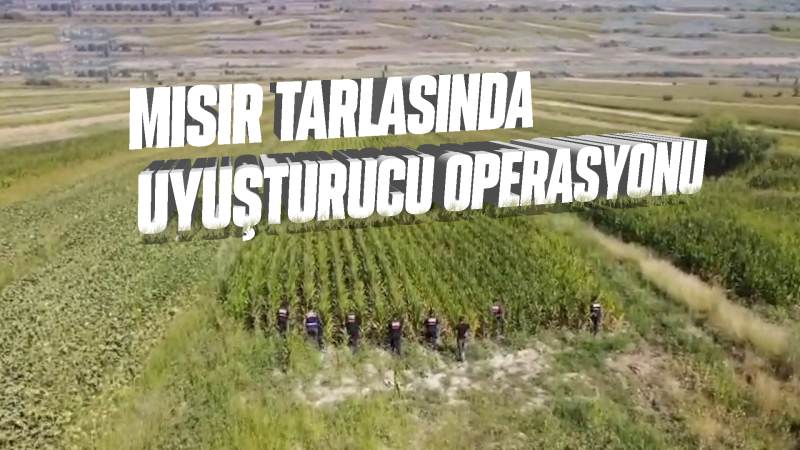 Mısır tarlasında uyuşturucu operasyonu 