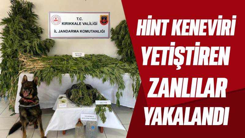 Hint keneviri yetiştiren zanlıları yakalandı 