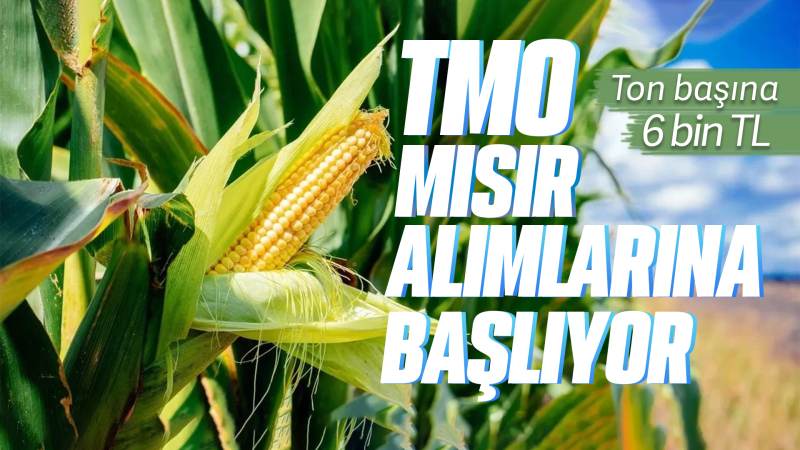 TMO mısır alımlarına başlıyor