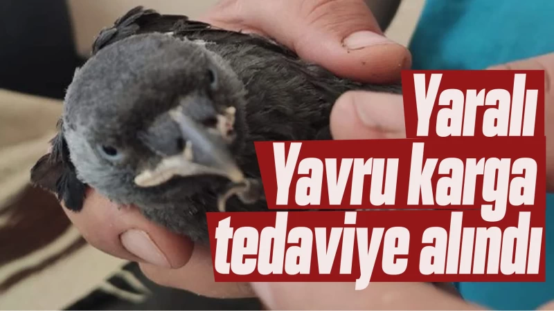 Bitkin ve yaralı olan yavru karga tedaviye alındı