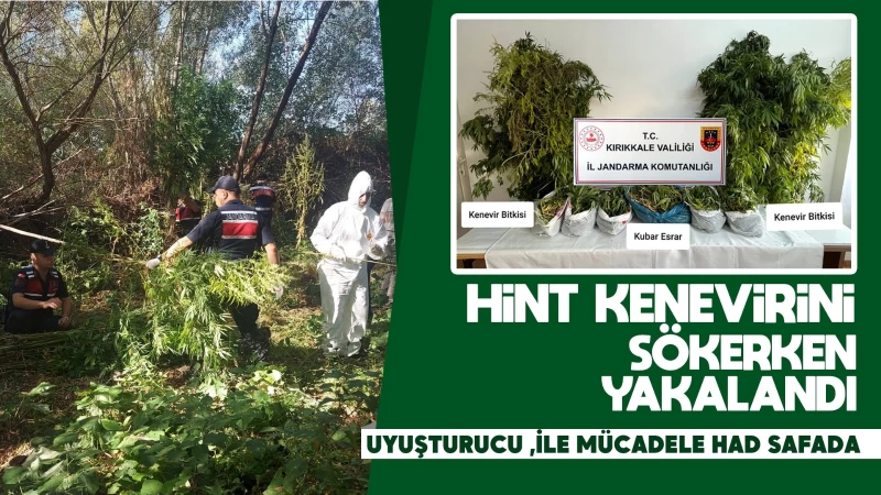 Hint kenevirini sökerken yakalandı 