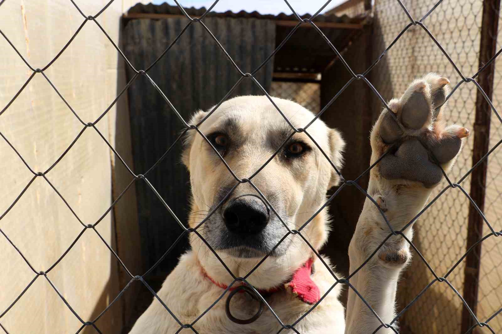 Kangal köpeğinin ilginç özelliğini duyunca çok şaşıracaksınız