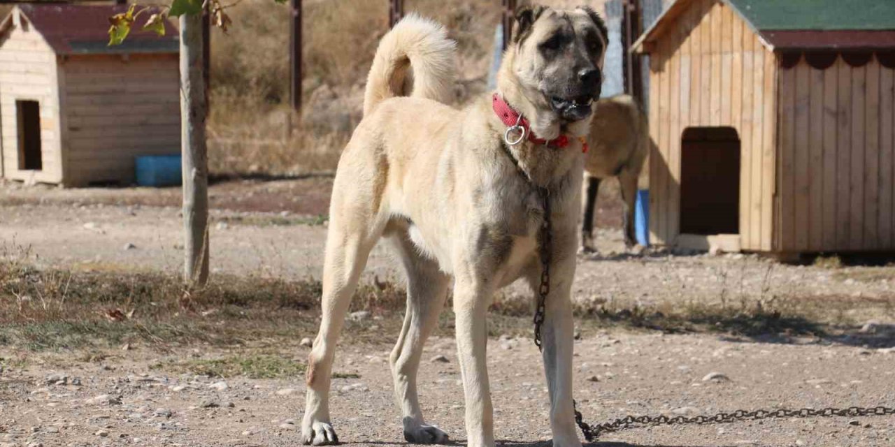 Uzmanı gerçek kangal köpeklerinin özelliklerini anlattı