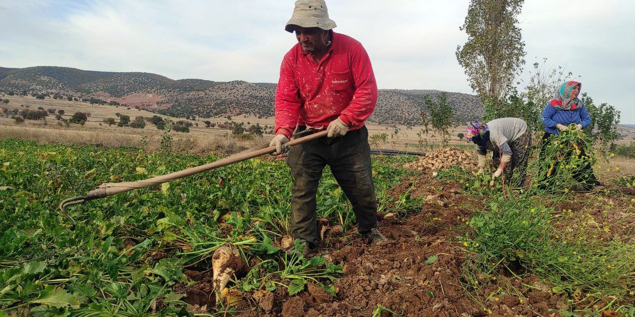 Yozgat’ta şeker pancarında imece usulü hasat