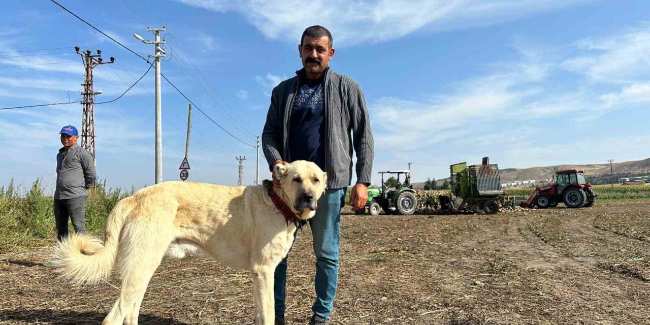 Bu köpek günde 4 kilogram pancar yiyor