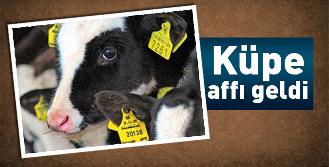 Küpe affı geldi