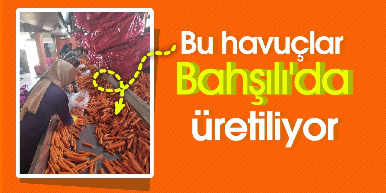 Bahşılı'da tonlarca havuç üretiliyor