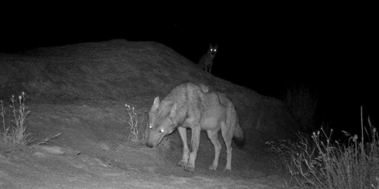 Sivas'ta gece karanlığında görüntülenen canavarlar tüyleri ürpertti