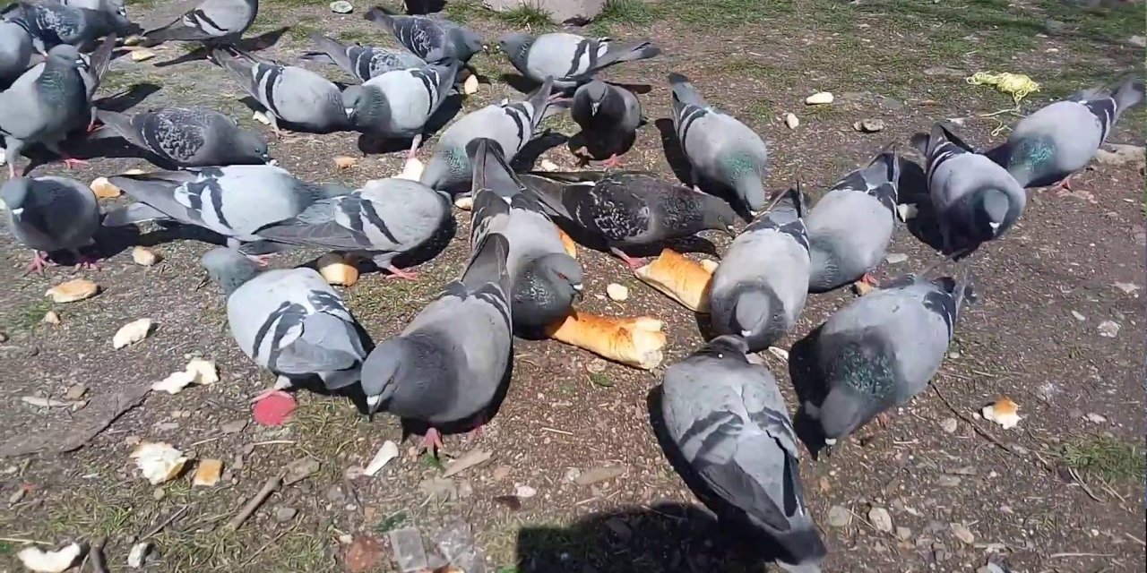 Güvercinlere ekmek verilir mi?