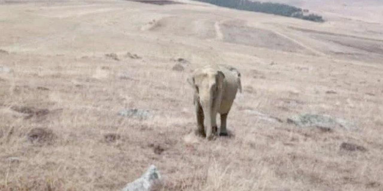 Ardahan’da "fil" alarmı