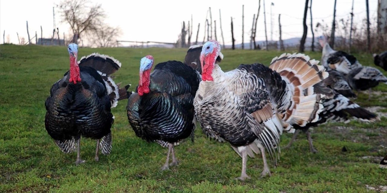 Yılbaşında hindi yemek caiz mi?