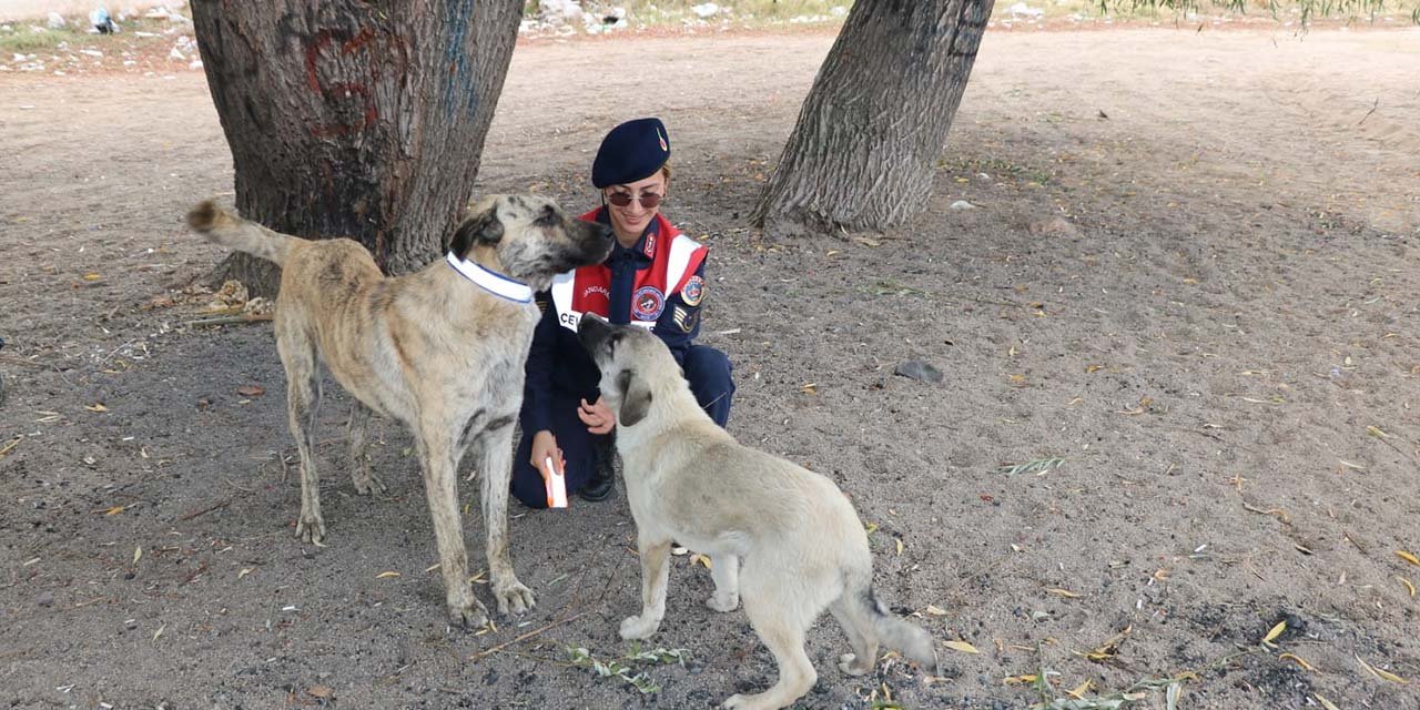 Sahipsiz köpeklere reflektör tasma takılıyor