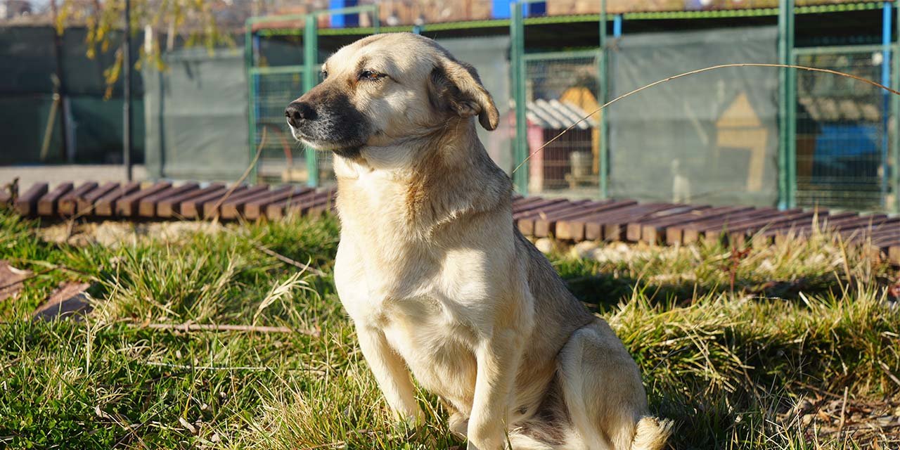 Başıboş köpekler için köy kurulsun önerisi