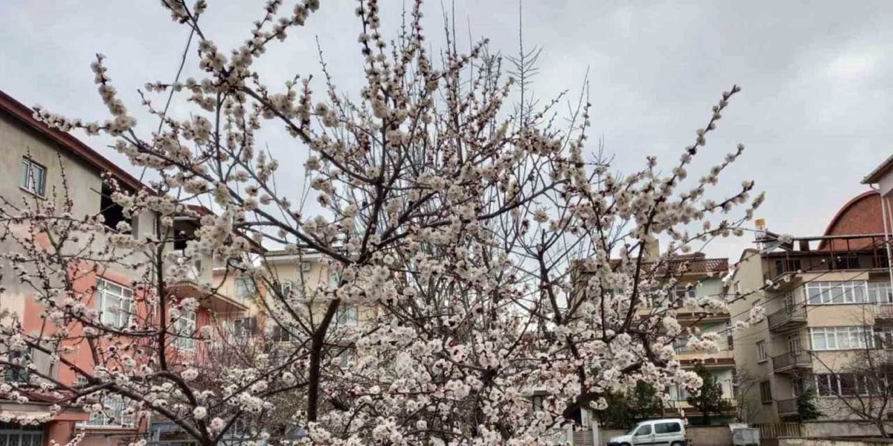 Meyve ağaçları çiçek açtı