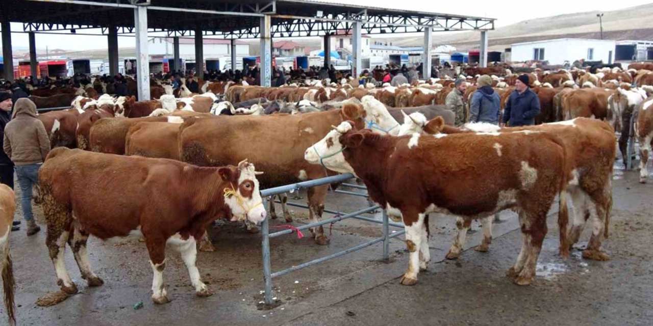 Yozgat’ın Kadışehri ilçesinde şap karantinası!