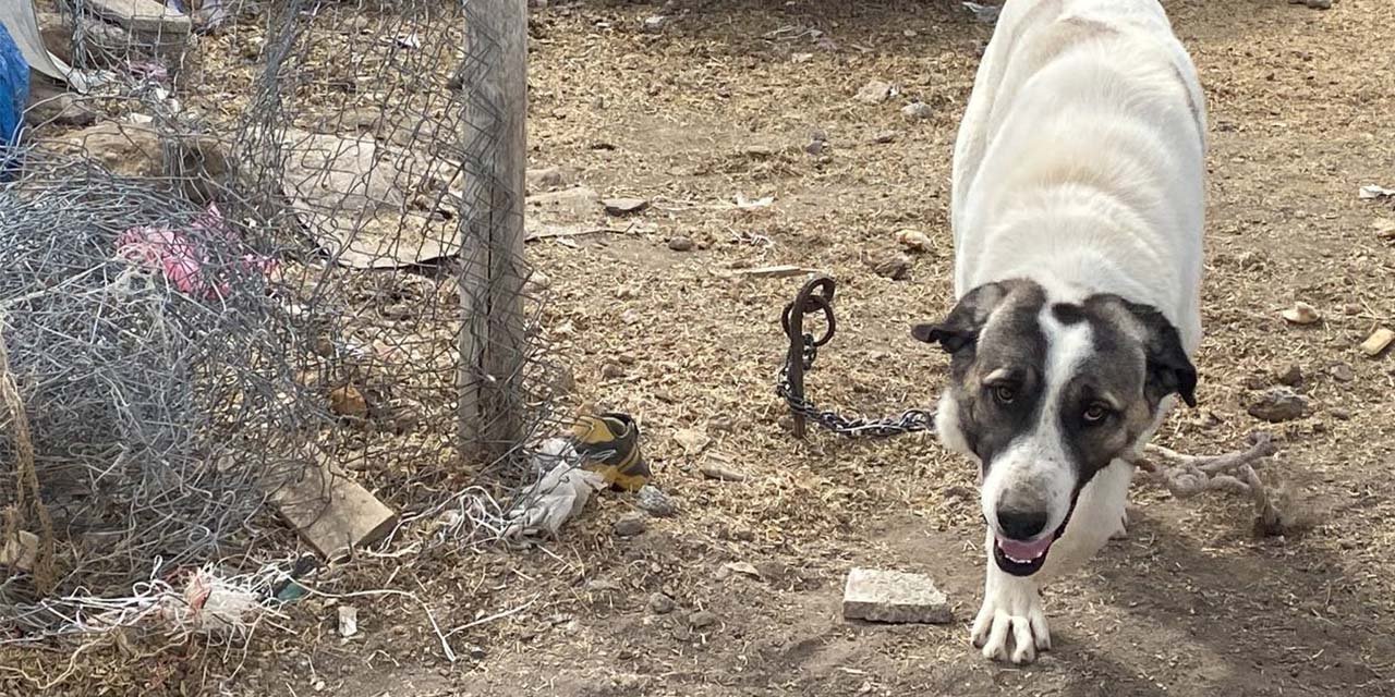 Köpeğin ısırdığı çocuk ağır yaralandı