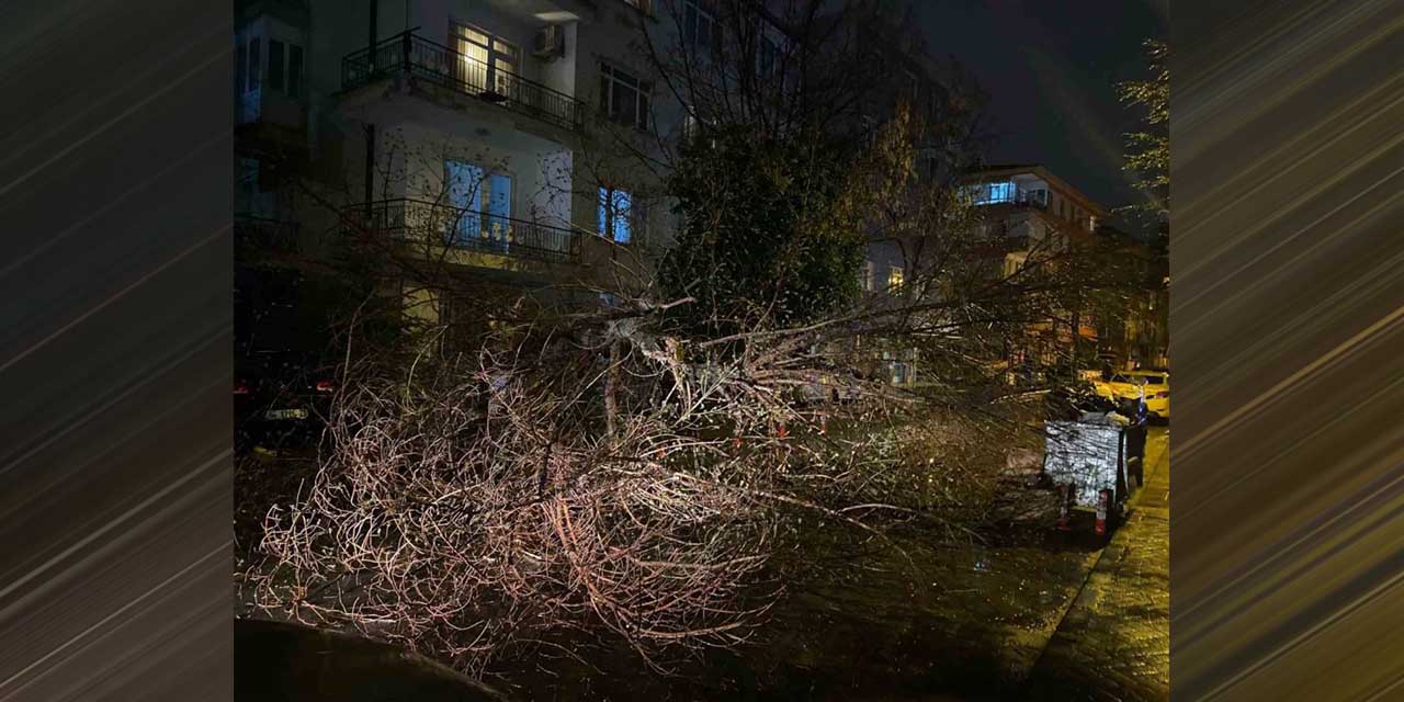 Ankara’da fırtına nedeniyle ağaç devrildi