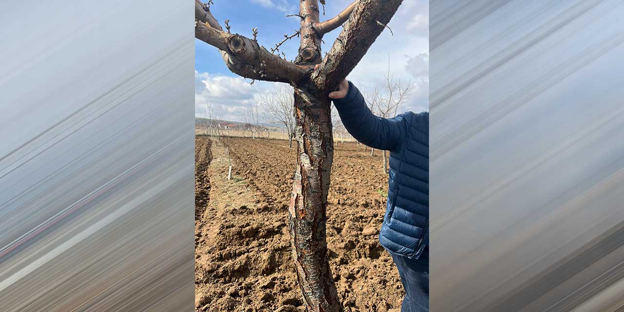 Ağaçlar hastalıklardan korunuyor