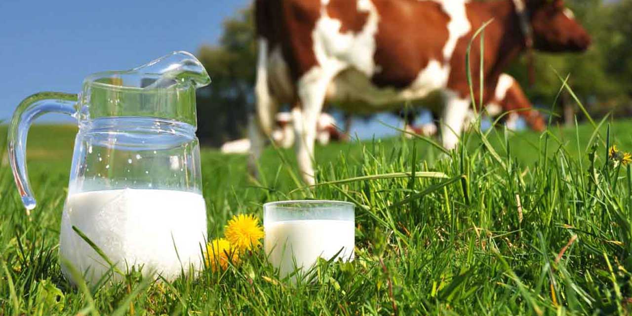 Ticari süt işletmelerince   915 bin 522 ton inek sütü toplandı