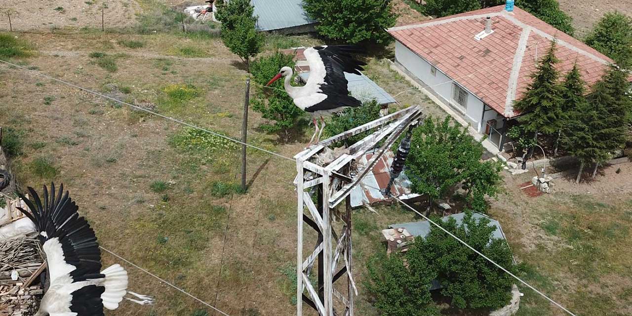 Göçmen leylekler, Jandarma ile güvende