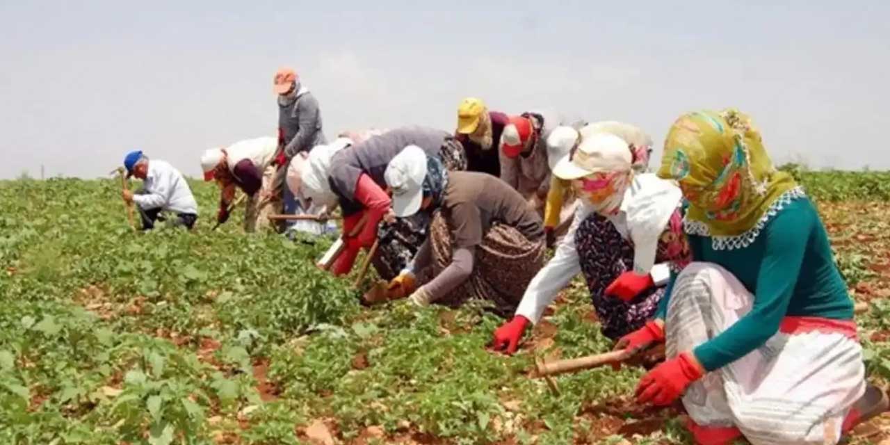 Mevsimlik tarım işçilerine iyileştirme yapılacak