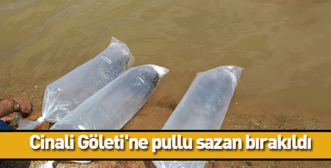 Cinali Göleti'ne pullu sazan bırakıldı