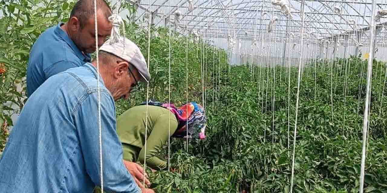 Seralar hasat öncesi kontrolden geçti