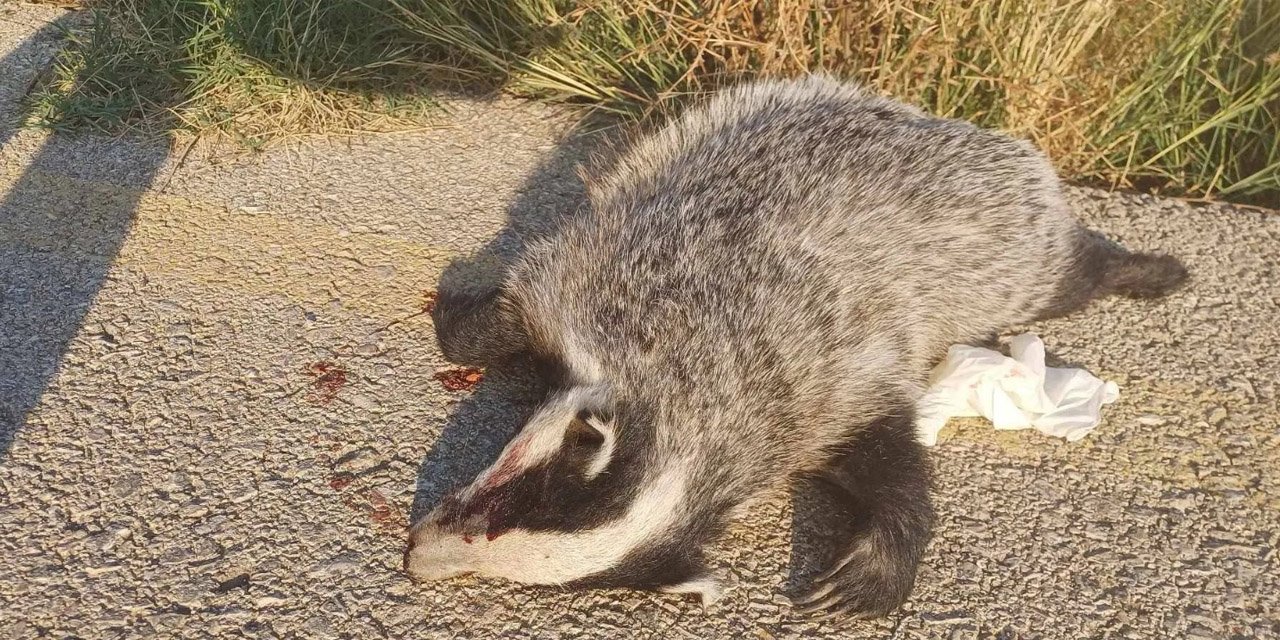 Nesli tükenme tehlikesinde idi! Kırıkkale’de ölü bulundu!