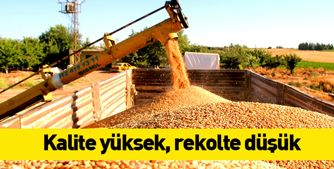 Kalite yüksek, rekolte düşük 